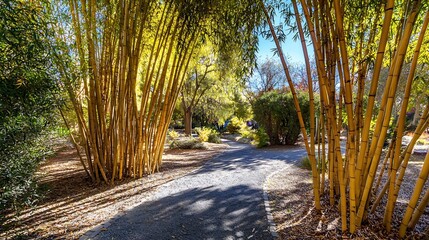 A gravel pathway winds through a lush bamboo forest on a sunny day with blue skies