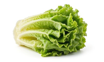 Fresh green romaine lettuce on white background
