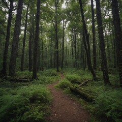 Fototapeta premium Write about an old, forgotten trail that winds through a dense, untouched part of the forest.