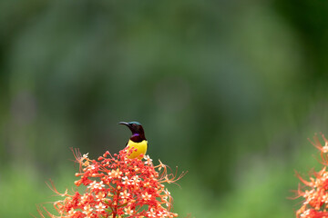 A stunning purple sunbird (Cinnyris asiaticus) perched delicately on a vibrant red pagoda flower,...