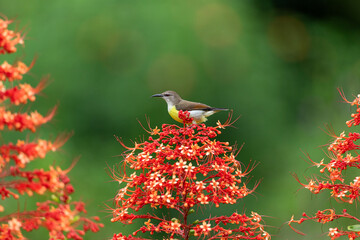 A stunning purple sunbird (Cinnyris asiaticus) female perched delicately on a vibrant red pagoda...