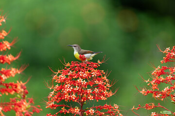 Obraz premium A stunning purple sunbird (Cinnyris asiaticus) female perched delicately on a vibrant red pagoda flower, showcasing its iridescent plumage in a serene natural setting.