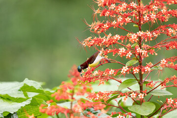A stunning purple sunbird (Cinnyris asiaticus) perched delicately on a vibrant red pagoda flower,...