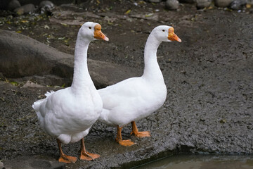 Obraz premium Two white geese standing on mud near a water source in the evening light at a rural farm in autumn