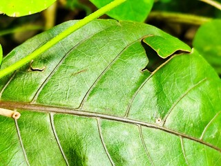 Close up photo of green leaf with holes