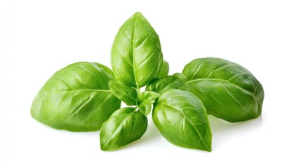 Fresh Green Basil Sprig on White Background
