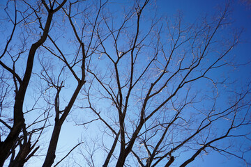 Silhouette of dry tree branches against a blue sky during winter in Japan. Copy space for text.