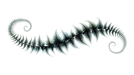 Obraz premium Elegant Fern Fronds Spiraling Design on White