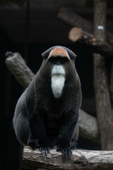 Close up Cute Fluffy Monkey, DE BRAZZA’S MONKEY, Cercopithecus neglectus