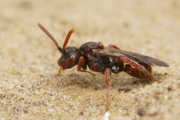 Closeup on a female Large Bear-clawed Nomad , Nomada alboguttata