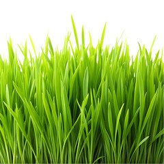 Vibrant Green Spring Grass Blades Nature Background lawn lush life    