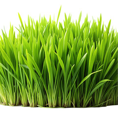 Fototapeta premium Vibrant Green Grass Blades Nature Spring Fresh leaf lush lawn plant 