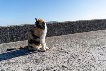堤防でくつろぐ可愛い三毛猫