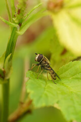 Fototapeta premium Glass-winged syrphus hoverfly, Syrphus vitripenni Resting on Leaf in Garden