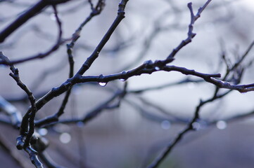 雨に濡れた冬の枝