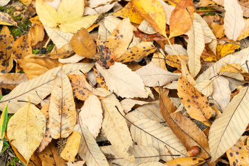 全面の落ち葉