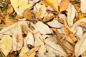 全面の落ち葉