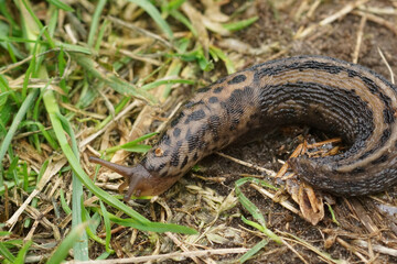 Closeup on the grey leopard slug , Limax maximus curled up on the ground in the garden