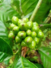 Coffee beans that are still green in