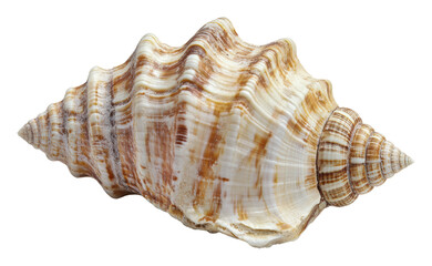 Beautiful spiral seashell found on a beach, cut out - stock png.