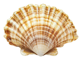 Fototapeta premium Scallop shell on white surface, cut out - stock png.