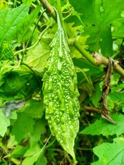 Bitter melon fruit, as a vegetable, tastes bitter