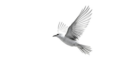 Fototapeta premium A monochrome bird in flight captures a sense of liberation and soaring aspirations suitable for motivational content and artistic projects