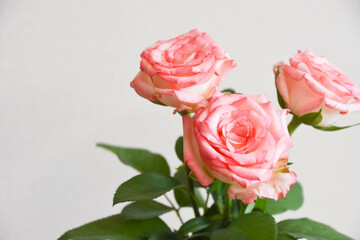 濡れたピンクの薔薇
