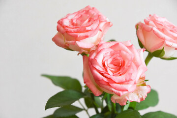 濡れたピンクの薔薇