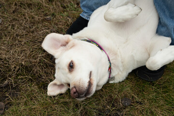 A joyful dog lies on its back, playing in a grassy area while resting near its owner's feet. The...