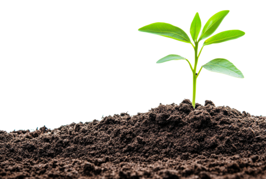 New sprout emerging from dark soil in sunlight, cut out - stock png.