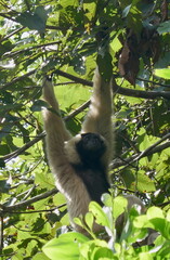 Gibbon hanging from branches in a Cambodian forest