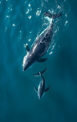 Fototapeta premium A heartwarming scene of a mother whale and her calf swimming together in the vast ocean, under the shimmering light of World Whale Day
