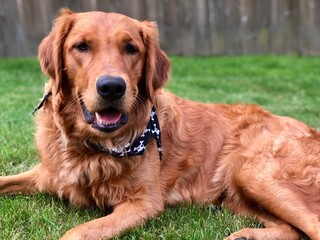 Beautiful Golden Retriever Relaxing Outdoors: Horizontal Portrait of a Handsome Dog Laying in the...