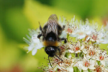 Closeup on a forest cuckoo bumblebee or four-coloured cuckoo bee, Bombus sylvestris on a white flower