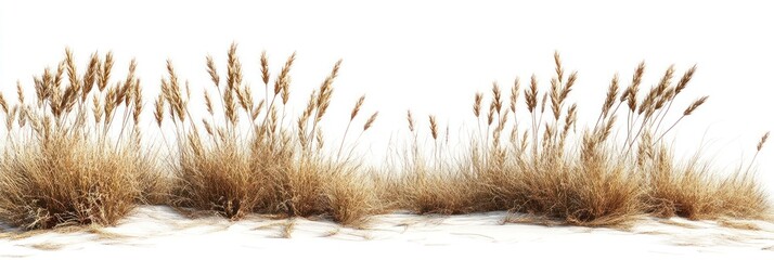 Wheat isolated on a white background, studio shot, photorealistic, high-resolution photography, insanely detailed.
