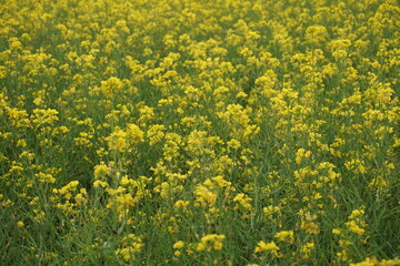 Yellow mustard flowers blooming in a mustard field, Mustard blossoms of oilseed, Green yellow plants of mustard field with s sunset view, oilseed flower blooming