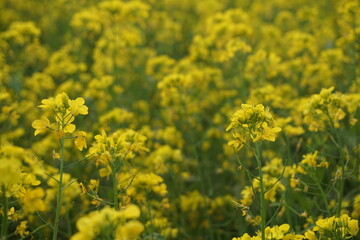 Yellow mustard flowers blooming in a mustard field, Mustard blossoms of oilseed, Green yellow plants of mustard field with s sunset view, oilseed flower blooming