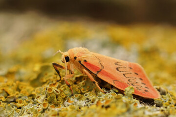Closeup on a Rosy Footman moth, Miltochrista miniata on lichen covered wood