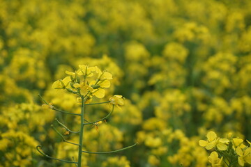 Fototapeta premium Yellow mustard flowers blooming in a mustard field, Mustard blossoms of oilseed, Green yellow plants of mustard field with s sunset view, oilseed flower blooming