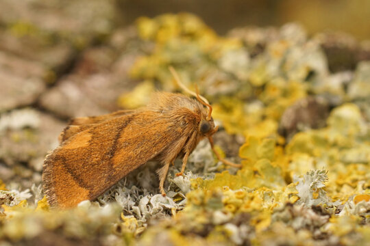 Closeup on the fresh colorful and small the festoon moth, Apoda limacodes sitting on a lichen covered wood