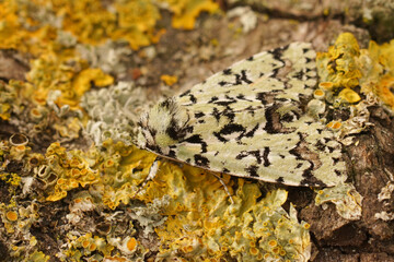 Closeup on the scarce merveille du jour owlet moth, Moma alpium on a lichen covered wood