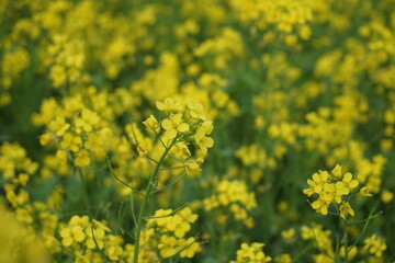 Yellow mustard flowers blooming in a mustard field, Mustard blossoms of oilseed, Green yellow plants of mustard field with s sunset view, oilseed flower blooming