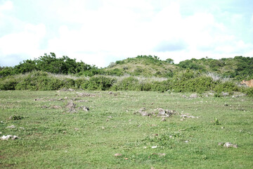 Tropical green grass land on the mountain