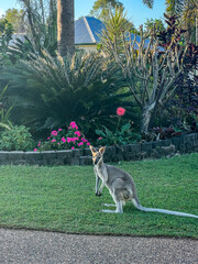 Closeup of Wallaby in front of grass