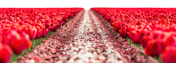 Vast fields of bright red tulips, cut out - stock png.