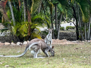 Closeup of Wallaby in front of grass