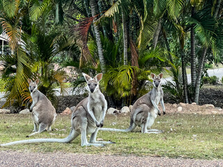 Closeup of Wallaby in front of grass