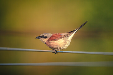 Wild bird