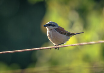 Wild bird
